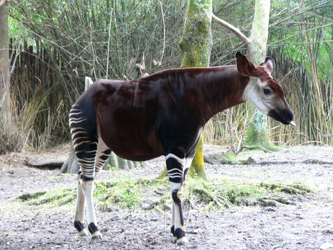 An Okapi (Image: Raul654)